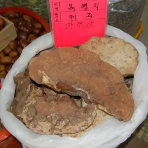 영지버섯