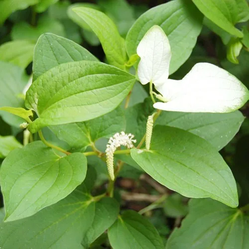 삼백초