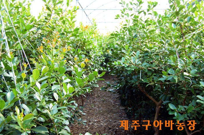 구아바농장